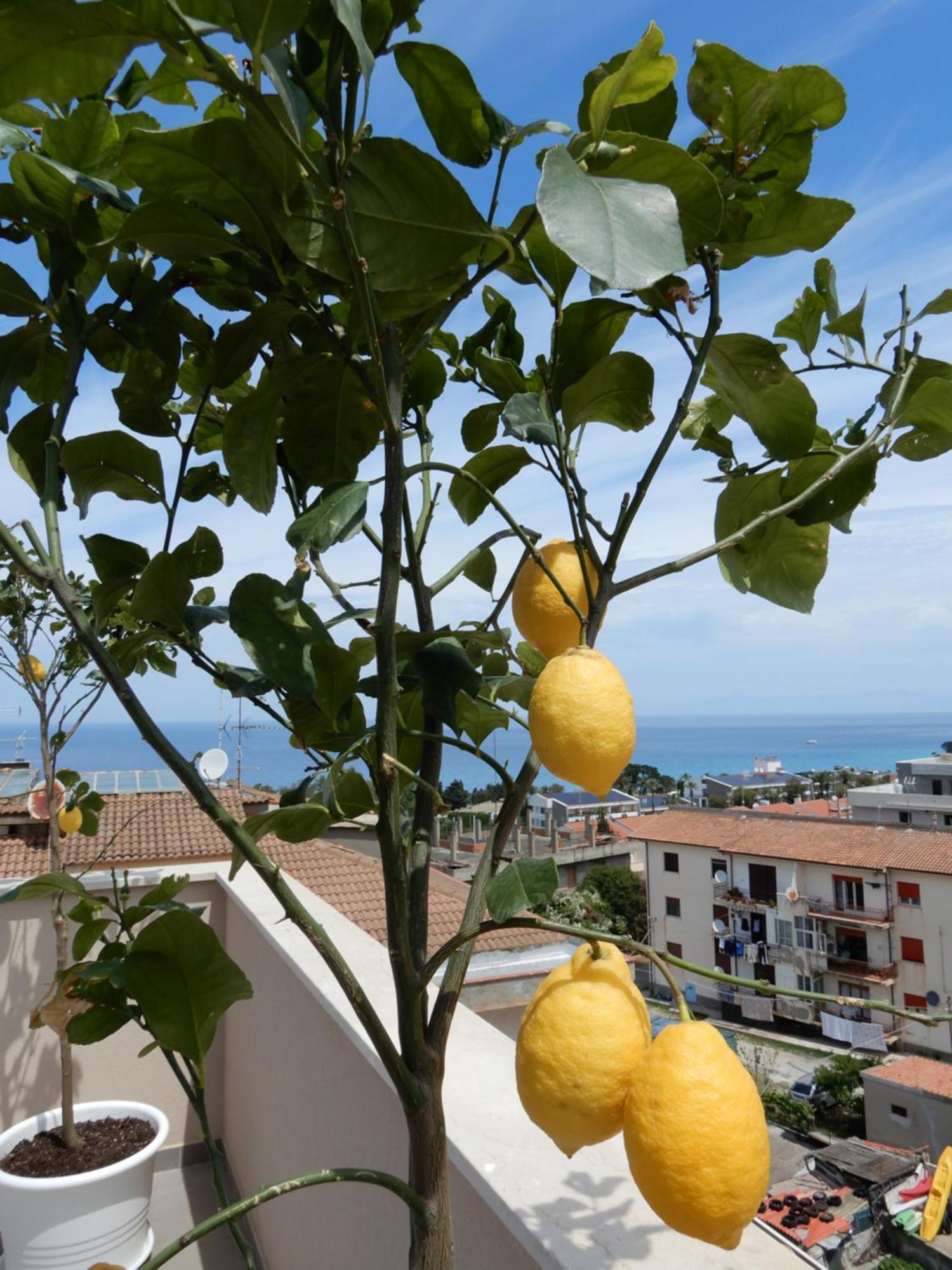 Middle Town Palace Tropea Dış mekan fotoğraf